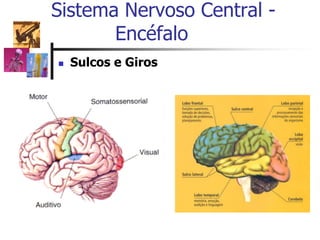  Sulcos e Giros
Sistema Nervoso Central -
Encéfalo
 