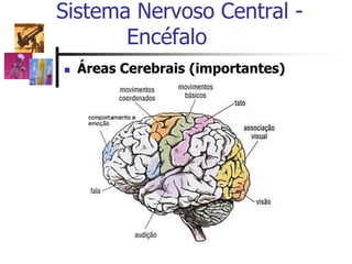  Áreas Cerebrais (importantes)
Sistema Nervoso Central -
Encéfalo
 