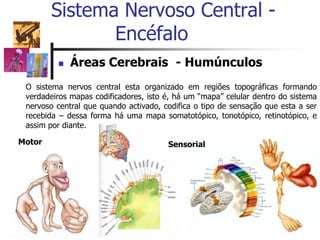  Áreas Cerebrais - Humúnculos
Sistema Nervoso Central -
Encéfalo
O sistema nervos central esta organizado em regiões topográficas formando
verdadeiros mapas codificadores, isto é, há um “mapa” celular dentro do sistema
nervoso central que quando activado, codifica o tipo de sensação que esta a ser
recebida – dessa forma há uma mapa somatotópico, tonotópico, retinotópico, e
assim por diante.
Motor Sensorial
 