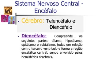  Cérebro: Telencéfalo e
Diencéfalo
 Diencéfalo- Compreende as
seguintes partes: tálamo, hipotálamo,
epitálamo e subtálamo, todas em relação
com o terceiro ventrículo e forma a região
encefálica central, sendo envolvido pelos
hemisférios cerebrais.
Sistema Nervoso Central -
Encéfalo
 