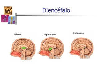 Diencéfalo
Hipotálamo
 