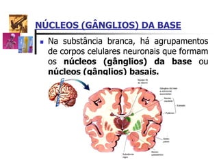 NÚCLEOS (GÂNGLIOS) DA BASE
 Na substância branca, há agrupamentos
de corpos celulares neuronais que formam
os núcleos (gânglios) da base ou
núcleos (gânglios) basais.
 
