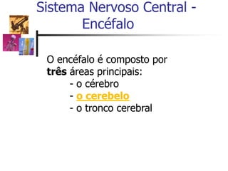 Sistema Nervoso Central -
Encéfalo
O encéfalo é composto por
três áreas principais:
- o cérebro
- o cerebelo
- o tronco cerebral
 
