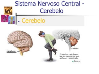  Cerebelo
Sistema Nervoso Central -
Cerebelo
 
