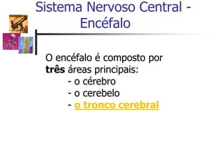 Sistema Nervoso Central -
Encéfalo
O encéfalo é composto por
três áreas principais:
- o cérebro
- o cerebelo
- o tronco cerebral
 
