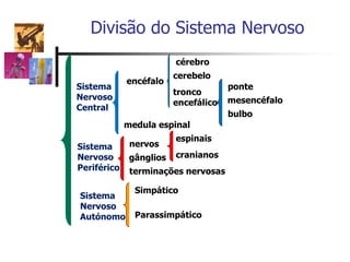Divisão do Sistema Nervoso
Sistema
Nervoso
Central
Sistema
Nervoso
Periférico
encéfalo
medula espinal
cérebro
cerebelo
tronco
encefálico mesencéfalo
ponte
bulbo
nervos
gânglios
terminações nervosas
espinais
cranianos
Sistema
Nervoso
Autónomo
Simpático
Parassimpático
 