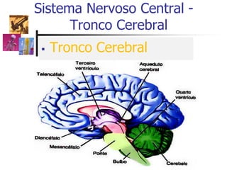 Tronco Cerebral
Sistema Nervoso Central -
Tronco Cerebral
 