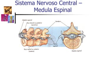Sistema Nervoso Central –
Medula Espinal
 