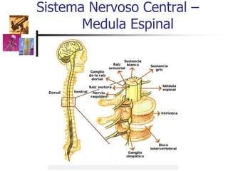 Sistema Nervoso Central –
Medula Espinal
 