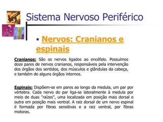 Sistema Nervoso Periférico
 Nervos: Cranianos e
espinais
Cranianos: São os nervos ligados ao encéfalo. Possuímos
doze pares de nervos cranianos, responsáveis pela intervenção
dos órgãos dos sentidos, dos músculos e glândulas da cabeça,
e também de alguns órgãos internos.
Espinais: Dispõem-se em pares ao longo da medula, um par por
vértebra. Cada nervo do par liga-se lateralmente à medula por
meio de duas "raízes", uma localizada em posição mais dorsal e
outra em posição mais ventral. A raiz dorsal de um nervo espinal
é formada por fibras sensitivas e a raiz ventral, por fibras
motoras.
 
