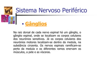 Sistema Nervoso Periférico
 Gânglios
Na raiz dorsal de cada nervo espinal há um gânglio, o
gânglio espinal, onde se localizam os corpos celulares
dos neurónios sensitivos. Já os corpos celulares dos
neurónios motores localizam-se dentro da medula, na
substância cinzenta. Os nervos espinais ramificam-se
perto da medula e os diferentes ramos enervam os
músculos, a pele e as vísceras.
 