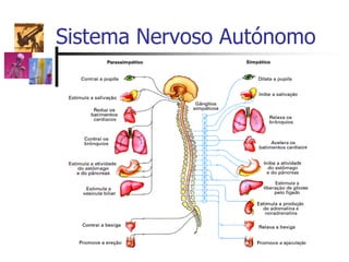 Sistema Nervoso Autónomo
 