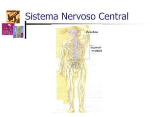 Sistema Nervoso Central
 