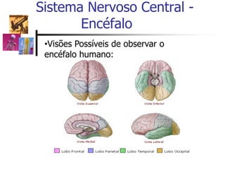 Sistema Nervoso Central -
Encéfalo
•Visões Possíveis de observar o
encéfalo humano:
 