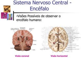 Sistema Nervoso Central -
Encéfalo
•Visões Possíveis de observar o
encéfalo humano:
Visão coronal Visão horizontal
 