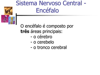 Sistema Nervoso Central -
Encéfalo
O encéfalo é composto por
três áreas principais:
- o cérebro
- o cerebelo
- o tronco cerebral
 