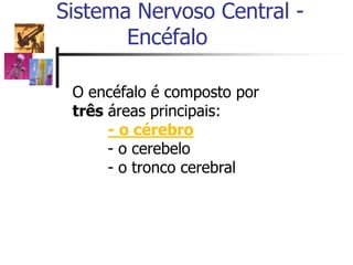 Sistema Nervoso Central -
Encéfalo
O encéfalo é composto por
três áreas principais:
- o cérebro
- o cerebelo
- o tronco cerebral
 