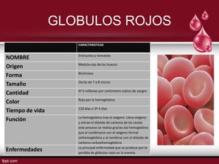 GLOBULOS ROJOS
                    CARACTERISTICAS


                    Eritrocitos y hematíes
NOMBRE
                    Medula roja de los huesos
Origen
                    Bicóncava
Forma
                    Oscila de 7 a 8 micras
Tamaño
                    4ª 5 millones por centímetro cubico de sangre
Cantidad
                    Rojo por la hemoglobina
Color
                    120 días o 3ª 4 días
Tiempo de vida
                    La hemoglobina trae el oxigeno .Lleva oxigeno
Función             y extrae el dióxido de carbono de las ceulas
                    este proceso se realiza gracias ala hemoglobina
                    que al combinarse con el oxigeno formal
                    oxihemoglobina y al combirse con el dióxido de
                    carbono carboxihemoglobina
                    La principal enfermedad que se produce por la
Enfermedades        perdida de glóbulos rojos es la anemia
 