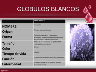 GLOBULOS BLANCOS
                 CARACTERISTICAS

                 Leucocitos
NOMBRE
                 Medula roja delos huesos
Origen
                 Tienen forma esférica y algunos son
Forma            granulosos .-eosinofitos basofilos neutrofilos
                 No granulosos .-linfocitos y linfocitos
                 Miden de 10 a 12 micras de 10000 a 8000
Tamaño           metros cúbicos de sangre
                 Blanco
Color
                 10 días
Tiempo de vida
                 Son nuestras defensas contra virus y bacterias
Función
                 Aumento progresivo de glóbulos blancos
Enfermedad       produce leucemia
 