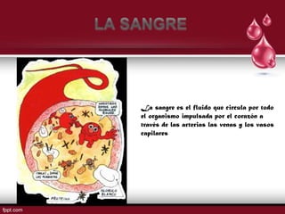 La sangre es el fluido que circula por todo
el organismo impulsada por el corazón a
través de las arterias las venas y los vasos
capilares
 