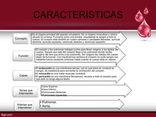 CARACTERISTICAS
            •Es el órgano principal del aparato circulatorio. Es un órgano musculoso y cónico
             situado en el torax. Funciona como una bomba, impulsando la sangre a todo el
Concepto     cuerpo. El corazón está dividido en cuatro cámaras o cavidades llamadas: aurícula
             derecha, aurícula izquierda, ventrículo derecho y ventrículo izquierdo.


                •El corazón y los pulmones trabajan juntos para llevar oxígeno a los tejidos del
                 cuerpo. Sangre que sale del corazón llega a los pulmones donde recibe
                 oxígeno del aire que entra a los pulmones. Sin oxígeno las células del cuerpo
  Función        dejan de funcionar. Con insuficiencia cardíaca el corazón no surte sangre con
                 bastante fuerza causando síntomas hasta cuando el cuerpo está en reposo.


                •El endocardio es una membrana serosa, con la cual entra en contacto la
                 sangre, da resistencia para aumentar la contracción del corazón.
                •El miocardio es una masa muscular contráctil.
  Capas         •El pericardio es una membrana fibroserosa, recubre a todo el corazón para
                 que este no tenga alguna lesión.


                     •Cava Superior.
  Venas que          •Cava Inferior.
  Intervienen        •Pulmonares Derechas.
                     •Pulmonares Izquierdas.


                    • Pulmonar.
 Arterias que
 Intervienen        • Aorta.
 