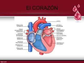 El CORAZÓN
 