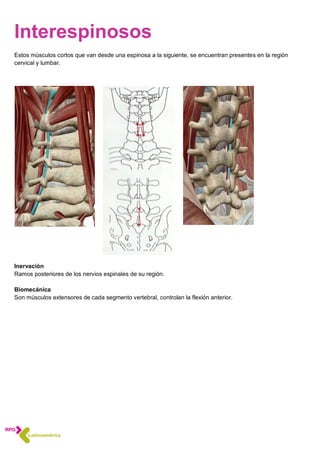 Interespinosos
Estos músculos cortos que van desde una espinosa a la siguiente, se encuentran presentes en la región
cervical y lumbar.
Inervación
Ramos posteriores de los nervios espinales de su región.
Biomecánica
Son músculos extensores de cada segmento vertebral, controlan la flexión anterior.
 