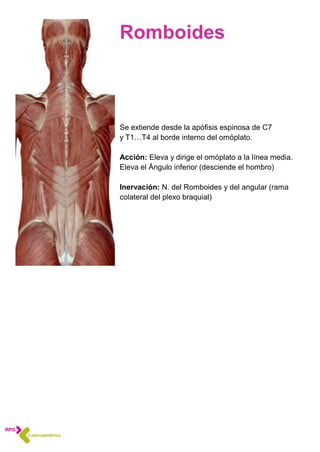 Romboides
Se extiende desde la apófisis espinosa de C7
y T1…T4 al borde interno del omóplato.
Acción: Eleva y dirige el omóplato a la línea media.
Eleva el Ángulo inferior (desciende el hombro)
Inervación: N. del Romboides y del angular (rama
colateral del plexo braquial)
 