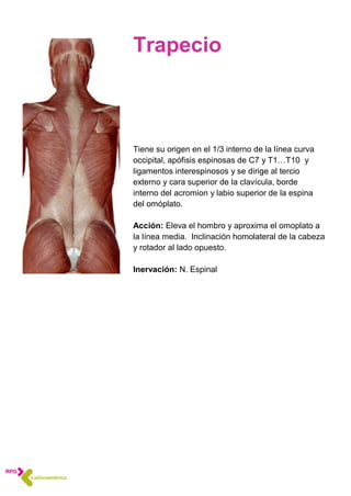 Trapecio
Tiene su origen en el 1/3 interno de la línea curva
occipital, apófisis espinosas de C7 y T1…T10 y
ligamentos interespinosos y se dirige al tercio
externo y cara superior de la clavícula, borde
interno del acromion y labio superior de la espina
del omóplato.
Acción: Eleva el hombro y aproxima el omoplato a
la línea media. Inclinación homolateral de la cabeza
y rotador al lado opuesto.
Inervación: N. Espinal
 