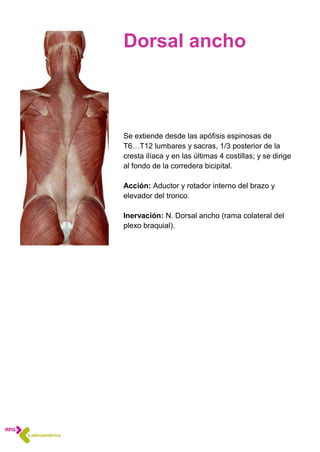Dorsal ancho
Se extiende desde las apófisis espinosas de
T6…T12 lumbares y sacras, 1/3 posterior de la
cresta ilíaca y en las últimas 4 costillas; y se dirige
al fondo de la corredera bicipital.
Acción: Aductor y rotador interno del brazo y
elevador del tronco.
Inervación: N. Dorsal ancho (rama colateral del
plexo braquial).
 