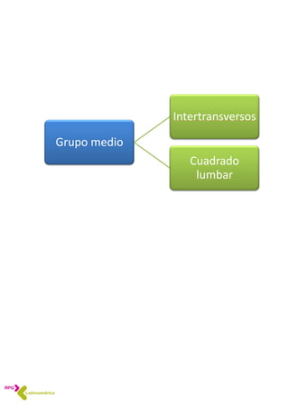 Grupo medio
Intertransversos
Cuadrado
lumbar
 