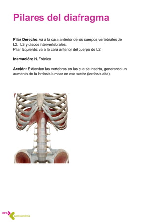 Pilares del diafragma
Pilar Derecho: va a la cara anterior de los cuerpos vertebrales de
L2, L3 y discos intervertebrales.
Pilar Izquierdo: va a la cara anterior del cuerpo de L2
Inervación: N. Frénico
Acción: Extienden las vertebras en las que se inserta, generando un
aumento de la lordosis lumbar en ese sector (lordosis alta).
 