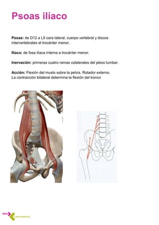 Psoas ilíaco
Psoas: de D12 a L5 cara lateral, cuerpo vertebral y discos
intervertebrales al trocánter menor.
Ilíaco: de fosa iliaca interna a trocánter menor.
Inervación: primeras cuatro ramas colaterales del plexo lumbar.
Acción: Flexión del muslo sobre la pelvis. Rotador externo.
La contracción bilateral determina la flexión del tronco
 