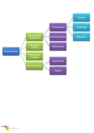 Grupo Posterior
Plano Profundo
(espinales)
Erector Espinal
Iliocostal
Dorsal largo
EpiespinosoTransversospinoso
Interespinoso
Plano de los
serratos
Plano de los
romboides
Plano superficial
Dorsal ancho
Trapecio
 