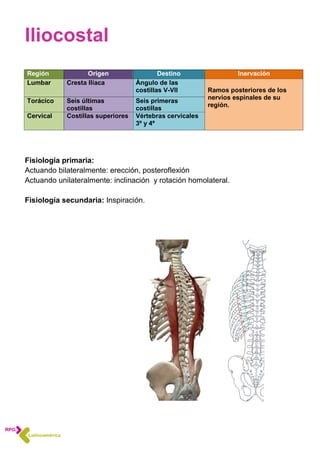 Región Origen Destino Inervación
Lumbar Cresta Ilíaca Ángulo de las
costillas V-VII Ramos posteriores de los
nervios espinales de su
región.
Torácico Seis últimas
costillas
Seis primeras
costillas
Cervical Costillas superiores Vértebras cervicales
3º y 4º
Iliocostal
Fisiología primaria:
Actuando bilateralmente: erección, posteroflexión
Actuando unilateralmente: inclinación y rotación homolateral.
Fisiología secundaria: Inspiración.
 