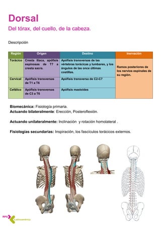 Región Origen Destino Inervación
Torácico Cresta Ilíaca, apófisis
espinosas de T7 a
cresta sacra.
Apófisis transversas de las
vértebras torácicas y lumbares, y los
ángulos de las once últimas
costillas.
Ramos posteriores de
los nervios espinales de
su región.
Cervical Apófisis transversas
de T1 a T6
Apófisis transversa de C2-C7
Cefálico Apófisis transversas
de C3 a T6
Apófisis mastoides
Dorsal
Del tórax, del cuello, de la cabeza.
Descripción
Biomecánica: Fisiología primaria.
Actuando bilateralmente: Erección, Posteroflexión.
Actuando unilateralmente: Inclinación y rotación homolateral .
Fisiologías secundarias: Inspiración, los fascículos torácicos externos.
 