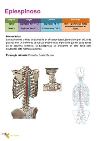 Región Origen Destino Inervación
Dorsal Espinosas de T10–L3 Espinosas T2-T8 Ramos posteriores de los
nervios espinales de su
región.Cervical Espinosa de C6-T2 Espinosas de C2-C5
Epiespinoso
Biomecánica:
La situación de la línea de gravedad en el sector dorsal, genera un gran brazo de
palanca con un momento de fuerza anterior más importante que en otras zonas
de la columna vertebral. El Epiespinoso se encuentra en esta zona para
neutralizar este momento anterior.
Fisiología primaria: Erección, Posteroflexión.
 