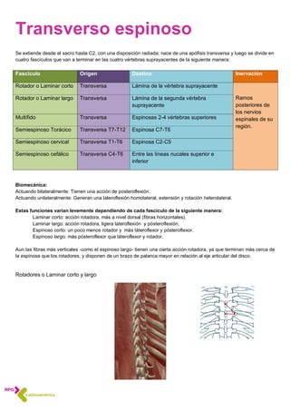 Transverso espinoso
Se extiende desde el sacro hasta C2, con una disposición radiada; nace de una apófisis transversa y luego se divide en
cuatro fascículos que van a terminar en las cuatro vértebras suprayacentes de la siguiente manera:
Fascículo Origen Destino Inervación
Rotador o Laminar corto Transversa Lámina de la vértebra suprayacente
Ramos
posteriores de
los nervios
espinales de su
región.
Rotador o Laminar largo Transversa Lámina de la segunda vértebra
suprayacente
Multífido Transversa Espinosas 2-4 vértebras superiores
Semiespinoso Torácico Transversa T7-T12 Espinosa C7-T6
Semiespinoso cervical Transversa T1-T6 Espinosa C2-C5
Semiespinoso cefálico Transversa C4-T6 Entre las líneas nucales superior e
inferior
Biomecánica:
Actuando bilateralmente: Tienen una acción de posteroflexión.
Actuando unilateralmente: Generan una lateroflexión homolateral, extensión y rotación heterolateral.
Estas funciones varían levemente dependiendo de cada fascículo de la siguiente manera:
Laminar corto: acción rotadora, más a nivel dorsal (fibras horizontales).
Laminar largo: acción rotadora, ligera lateroflexión y pósteroflexión.
Espinoso corto: un poco menos rotador y más láteroflexor y pósteroflexor.
Espinoso largo: más pósteroflexor que láteroflexor y rotador.
Aun las fibras más verticales -como el espinoso largo- tienen una cierta acción rotadora, ya que terminan más cerca de
la espinosa que los rotadores, y disponen de un brazo de palanca mayor en relación al eje articular del disco.
Rotadores o Laminar corto y largo
 