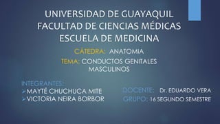 UNIVERSIDAD DE GUAYAQUIL
FACULTAD DE CIENCIAS MÉDICAS
ESCUELA DE MEDICINA
CÁTEDRA: ANATOMIA
TEMA: CONDUCTOS GENITALES
MASCULINOS
INTEGRANTES:
MAYTÉ CHUCHUCA MITE
VICTORIA NEIRA BORBOR
DOCENTE: Dr. EDUARDO VERA
GRUPO: 16 SEGUNDO SEMESTRE
 