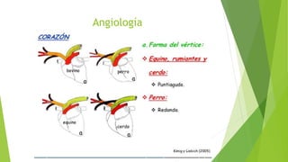 Angiología
 