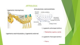ARTROLOGIA
Ligamento interespinoso
Articulaciones costrocondrales
Ligamento esternocostales y Ligamento esternal
 