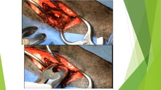 MEDICINA VETERINARIA Y ZOOTECNIA