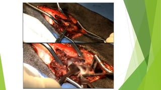 MEDICINA VETERINARIA Y ZOOTECNIA