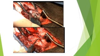 MEDICINA VETERINARIA Y ZOOTECNIA