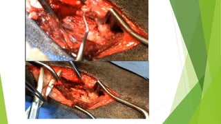 MEDICINA VETERINARIA Y ZOOTECNIA