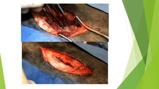 MEDICINA VETERINARIA Y ZOOTECNIA