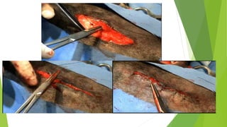 MEDICINA VETERINARIA Y ZOOTECNIA