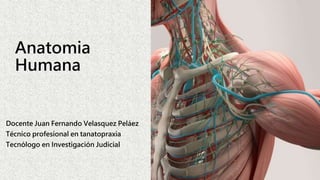 Anatomia
Humana
Docente Juan Fernando Velasquez Peláez
Técnico profesional en tanatopraxia
Tecnólogo en Investigación Judicial
 