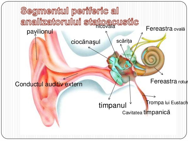 Segmentul Periferic Al Analizatorului Auditiv Anatomia analizatorului statoacustic al omului