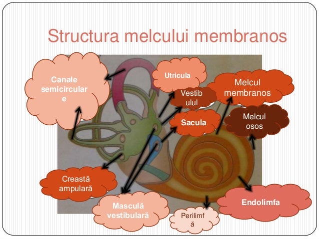 Segmentul Periferic Al Analizatorului Auditiv Anatomia analizatorului statoacustic al omului